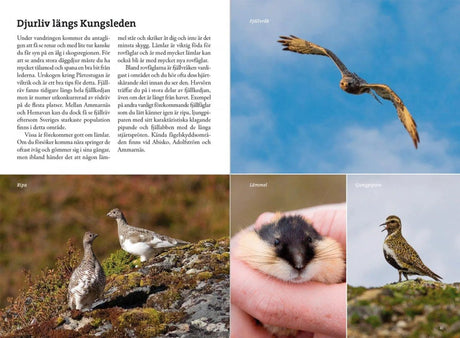 Fjällvandra längs Kungsleden